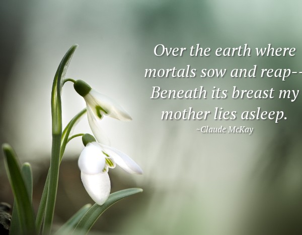 tiny-white-flowers-thumbnail-meme-poem-73327546-600×467 | Love Lives On